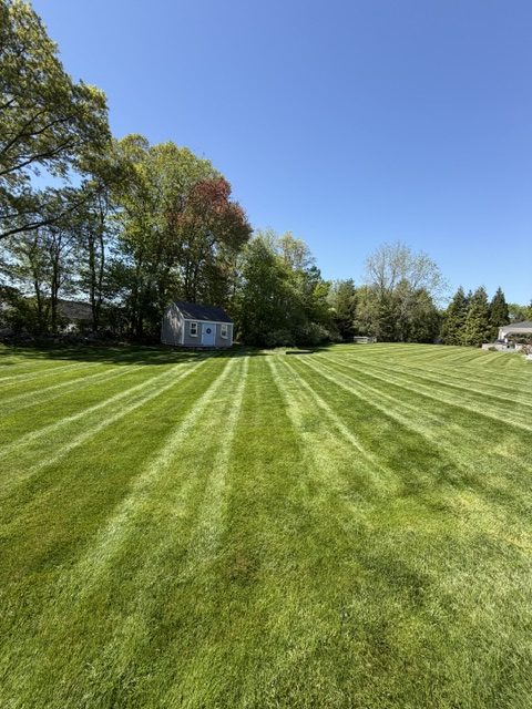 Wide green lawn cut with even mower stripes, bordered by mature trees under a clear sky